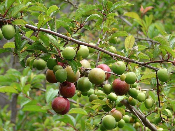 Prunus cerasifera