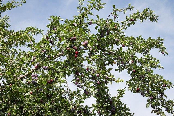 Prunus cerasifera