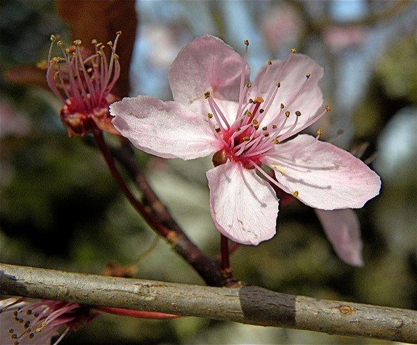 Prunus cerasifera