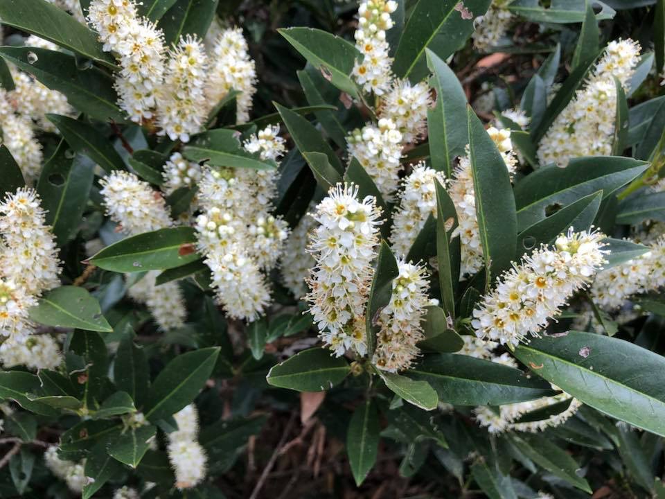 Erect racemes of white flowers held above glossy foliage.