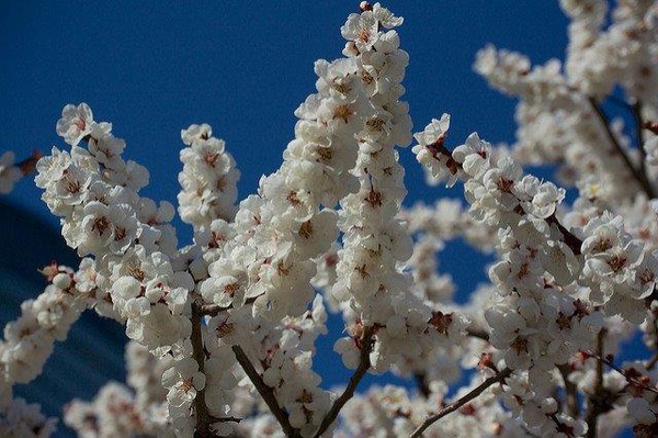 Prunus mume