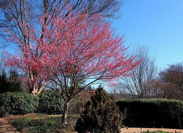 Prunus mume