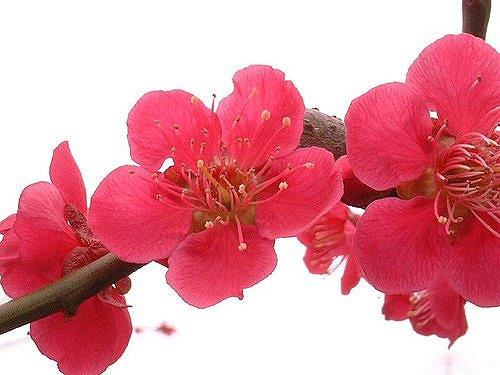 Prunus mume