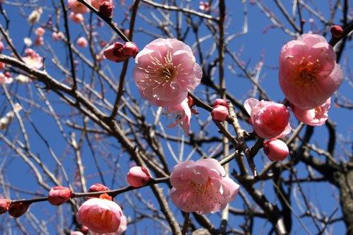 Prunus mume