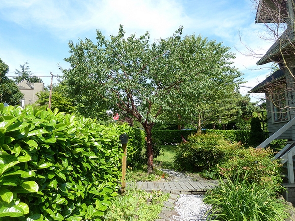 Prunus serrulata