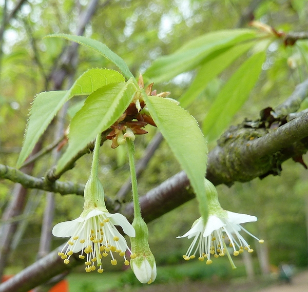 Prunus serrulata