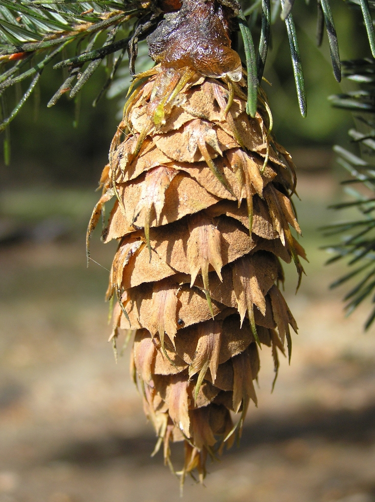 Mature seed cone