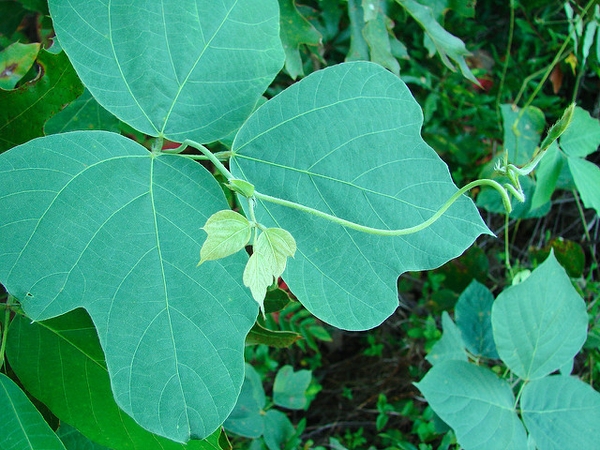 Pueraria lobata