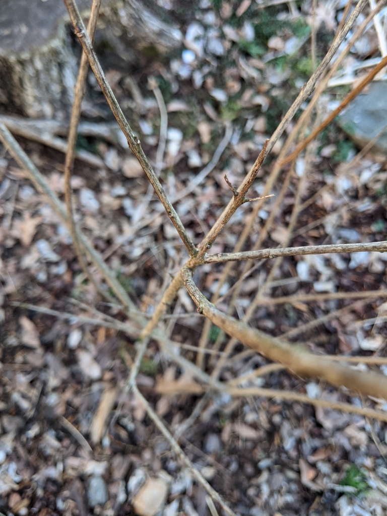 Punica granatum