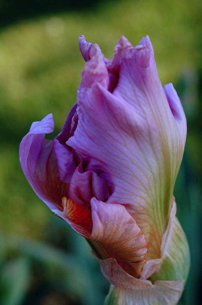 Purple iris flower budding