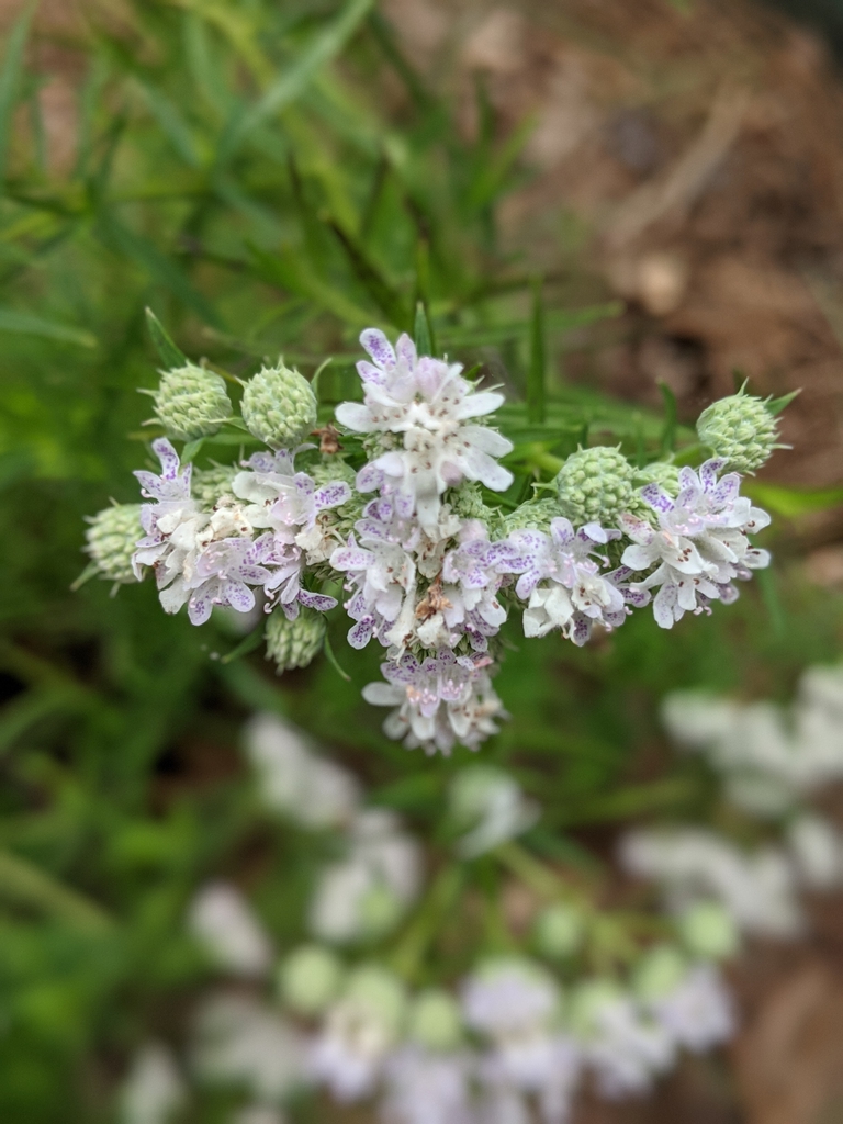 Flowers June 2021 Cabarrus