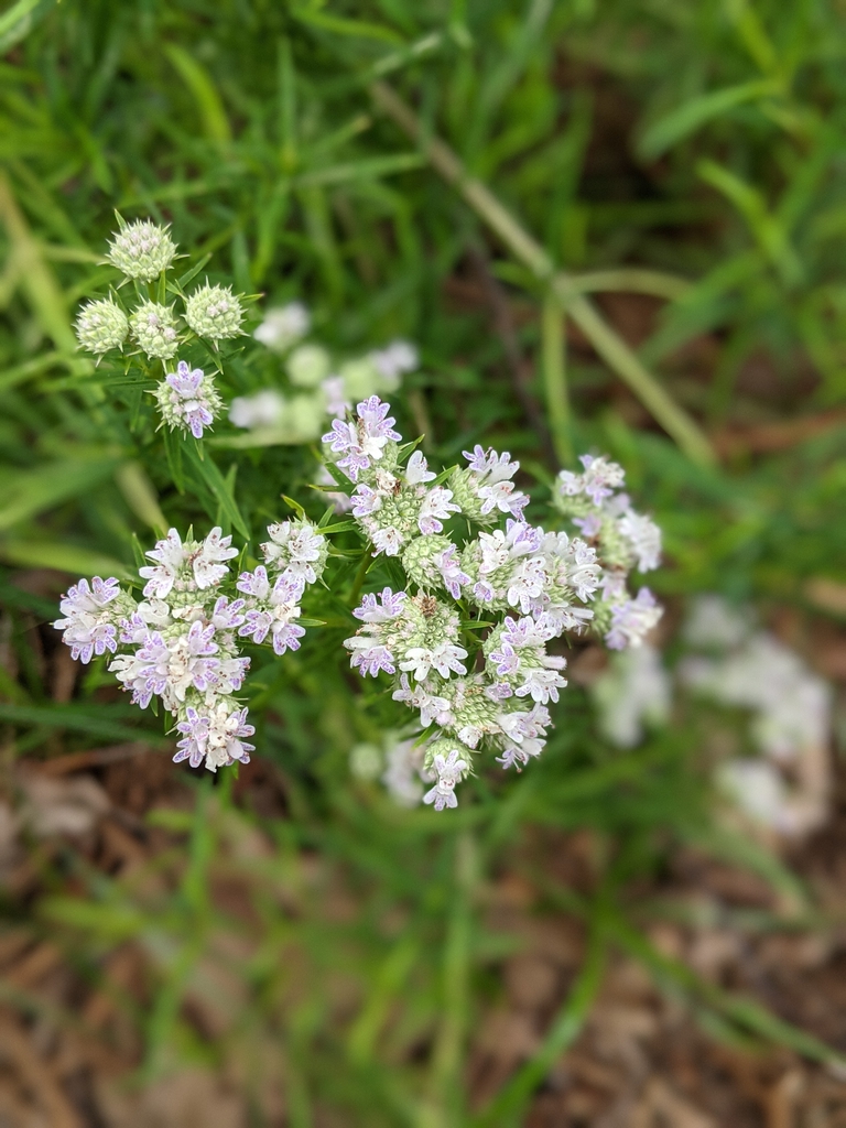 Flowers Buds June 2021 Cabarrus