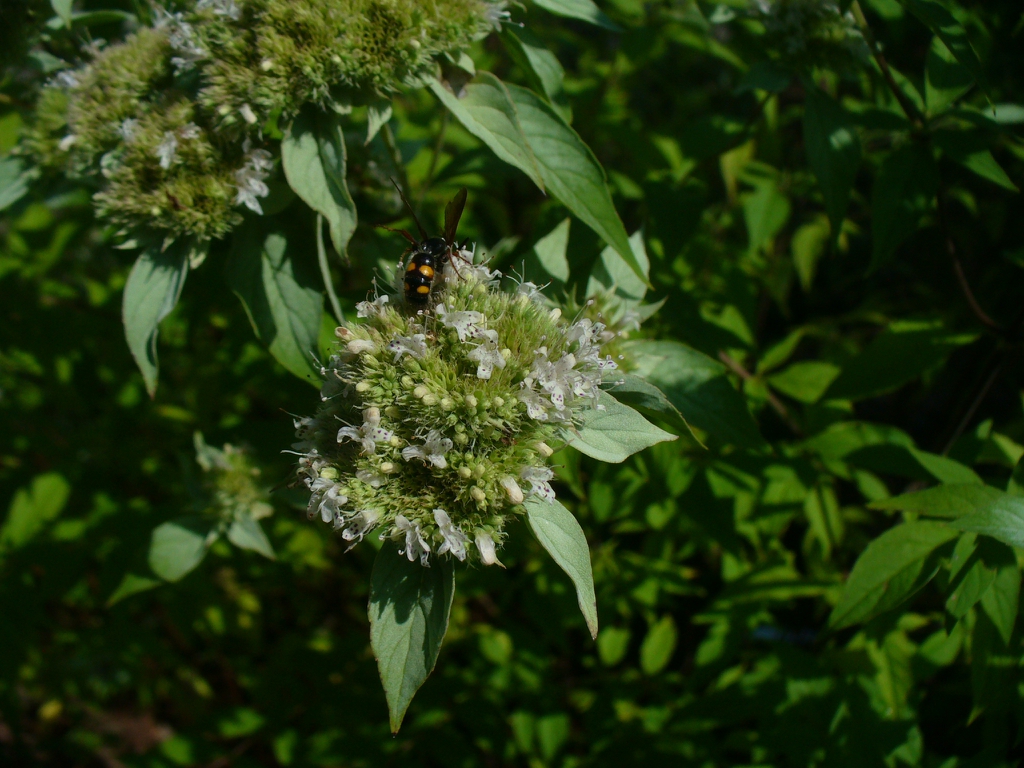 close up of flower (in summer in Moore County)