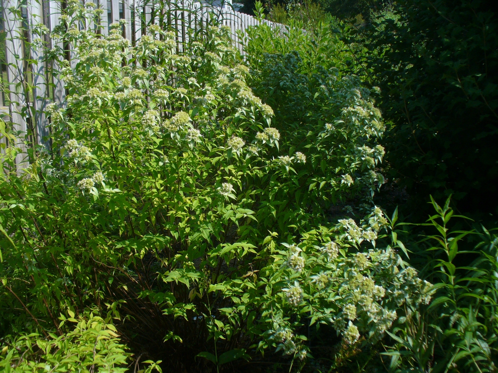 form in landscape (in summer in Moore County)