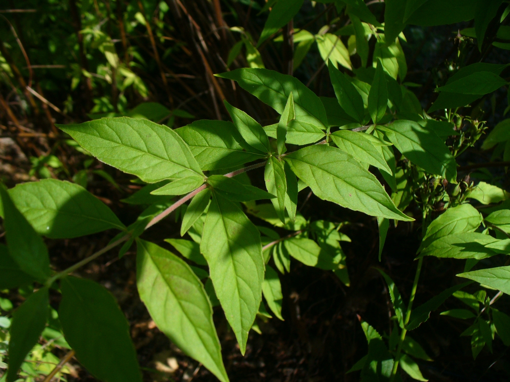 close up of leaves (in summer in Moore County)