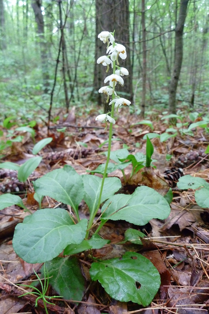 Pyrola elliptica