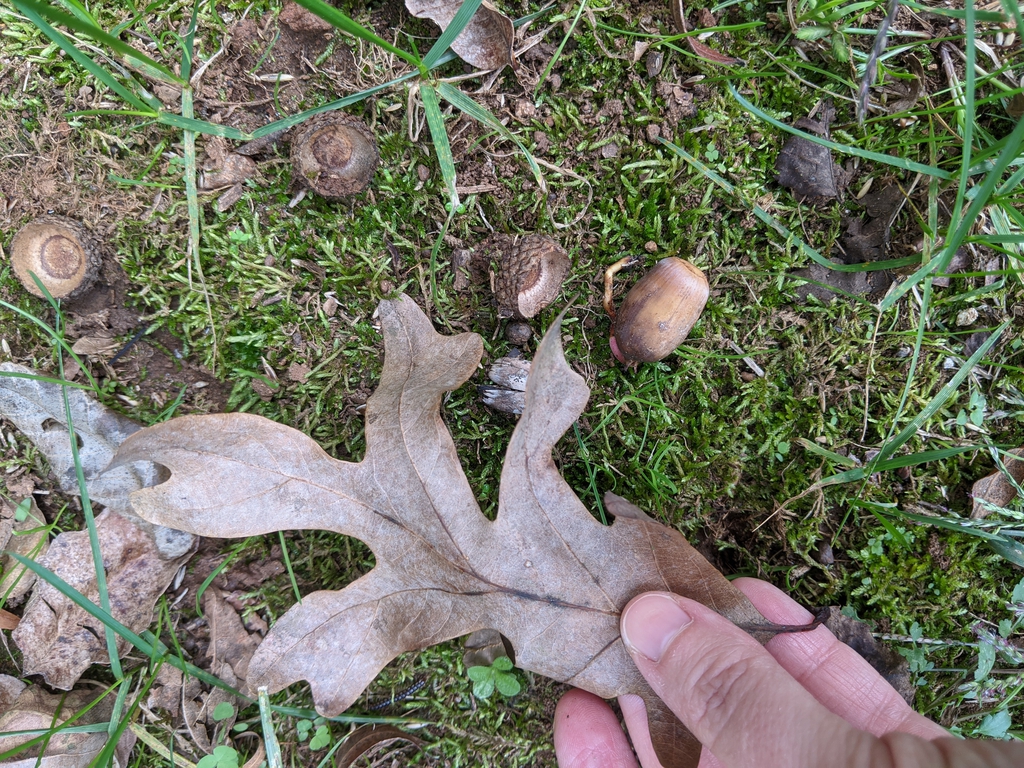 Quercus alba