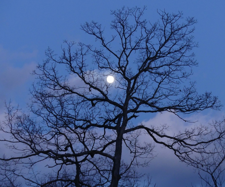 Winter Silhouette - Dec. 28 - Haywood Co., - NC