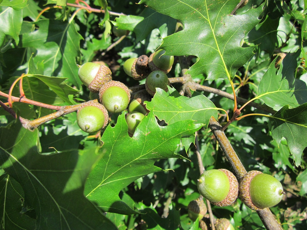 Leaves and Acorns