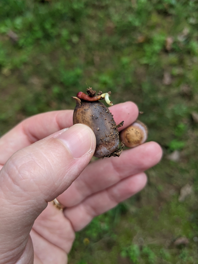 Quercus alba