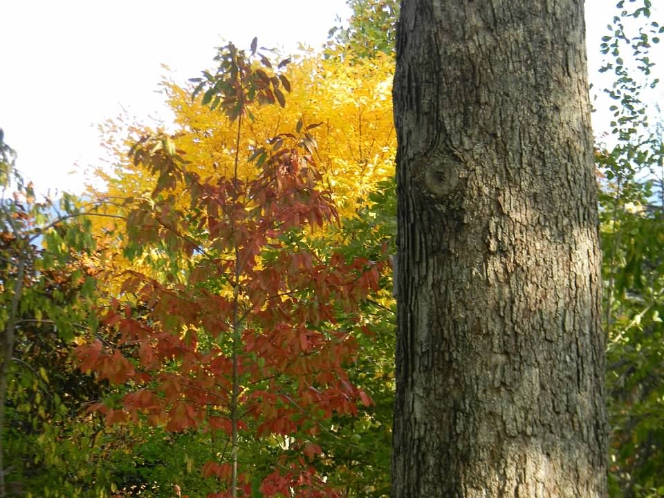 Mature Tree Trunk - Fall - Buncombe Co., NC
