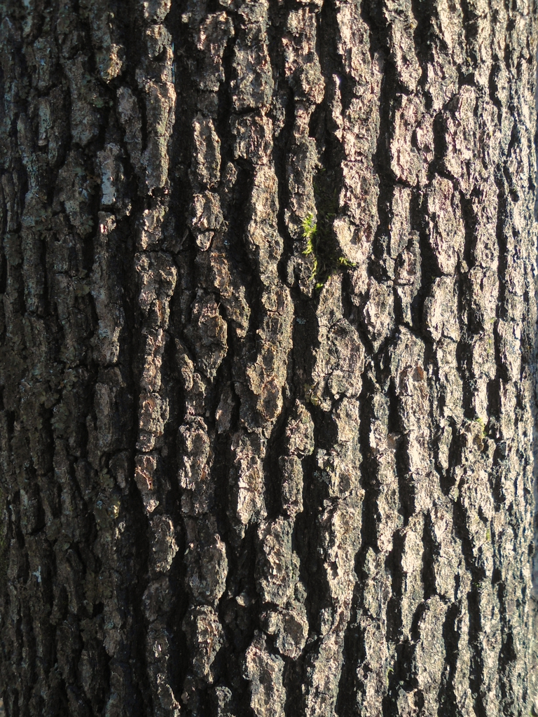 Brown furrowed bark