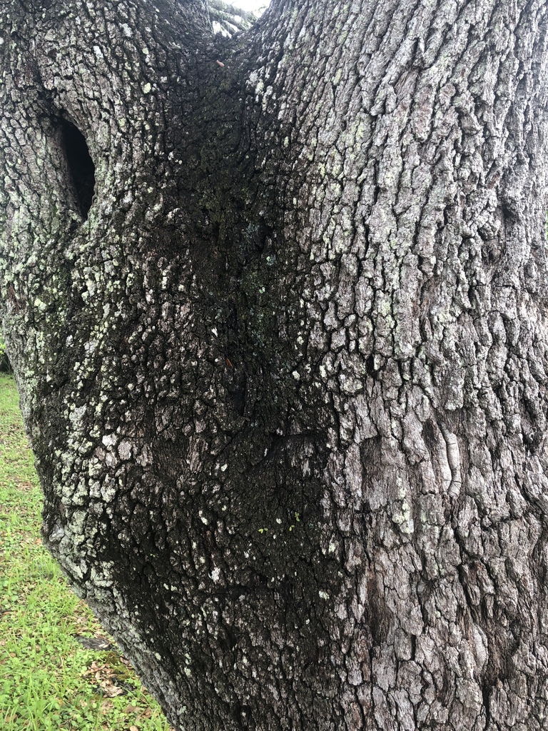 Bark