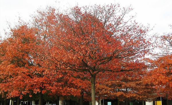 Quercus palustris