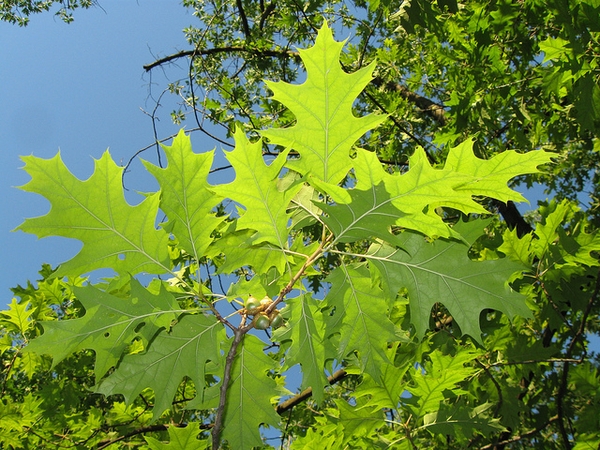 Quercus palustris