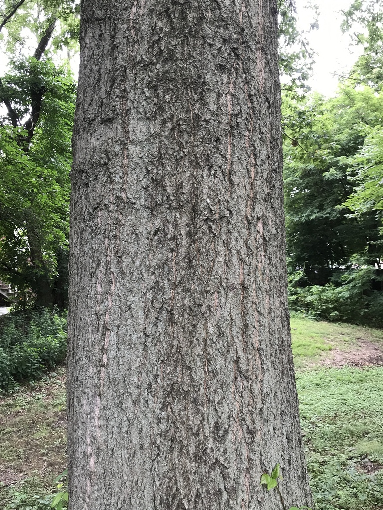 Bark