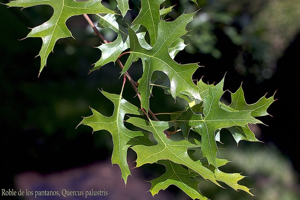 Quercus palustris