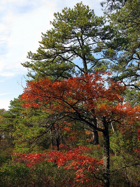 Quercus bicolor