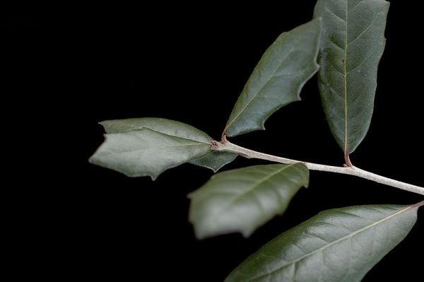 Quercus virginiana