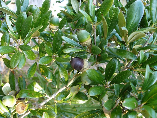 Quercus virginiana