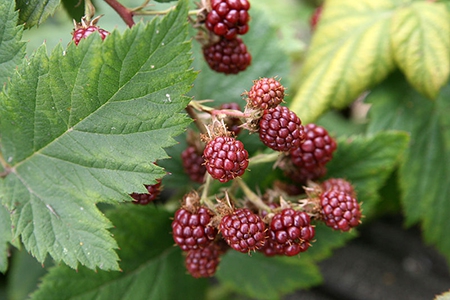 Rubus canadensis