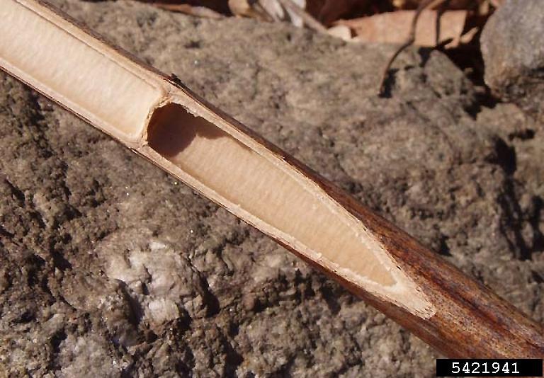 Hollow reddish-brown stems.