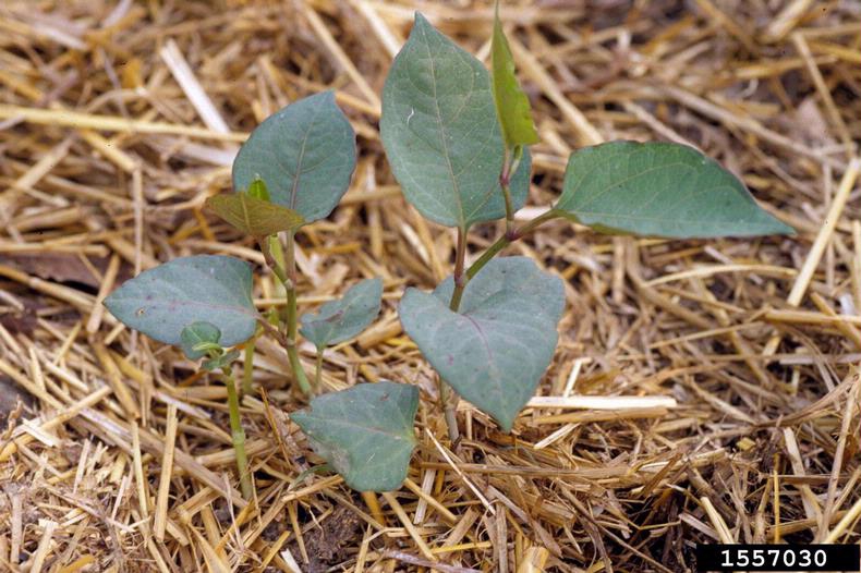 Seedling, pull this plant when it is young to avoid infestation.