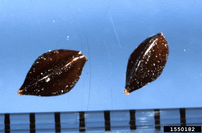 Brown-black triangular shaped shiny seeds.