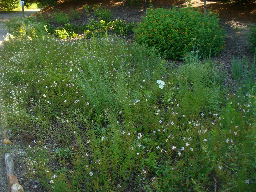 Rhexia mariana and Ipomoea pandurata in summer in Moore County