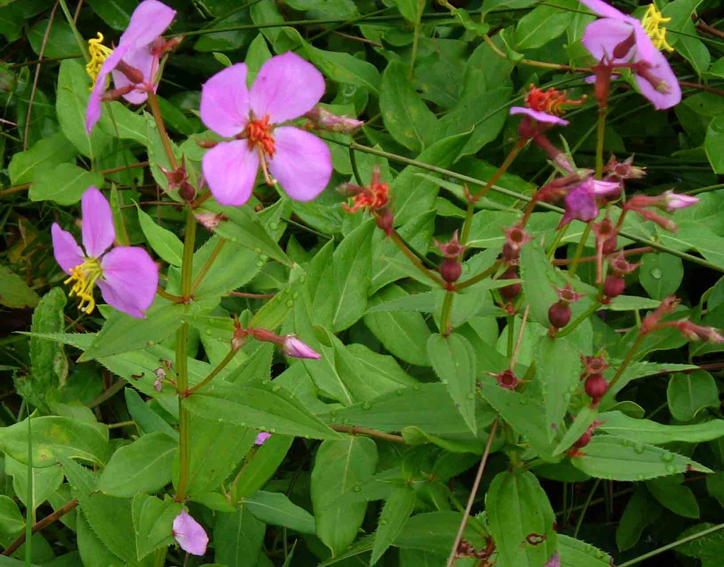 Rhexia mariana flowers in late summer in Moore County