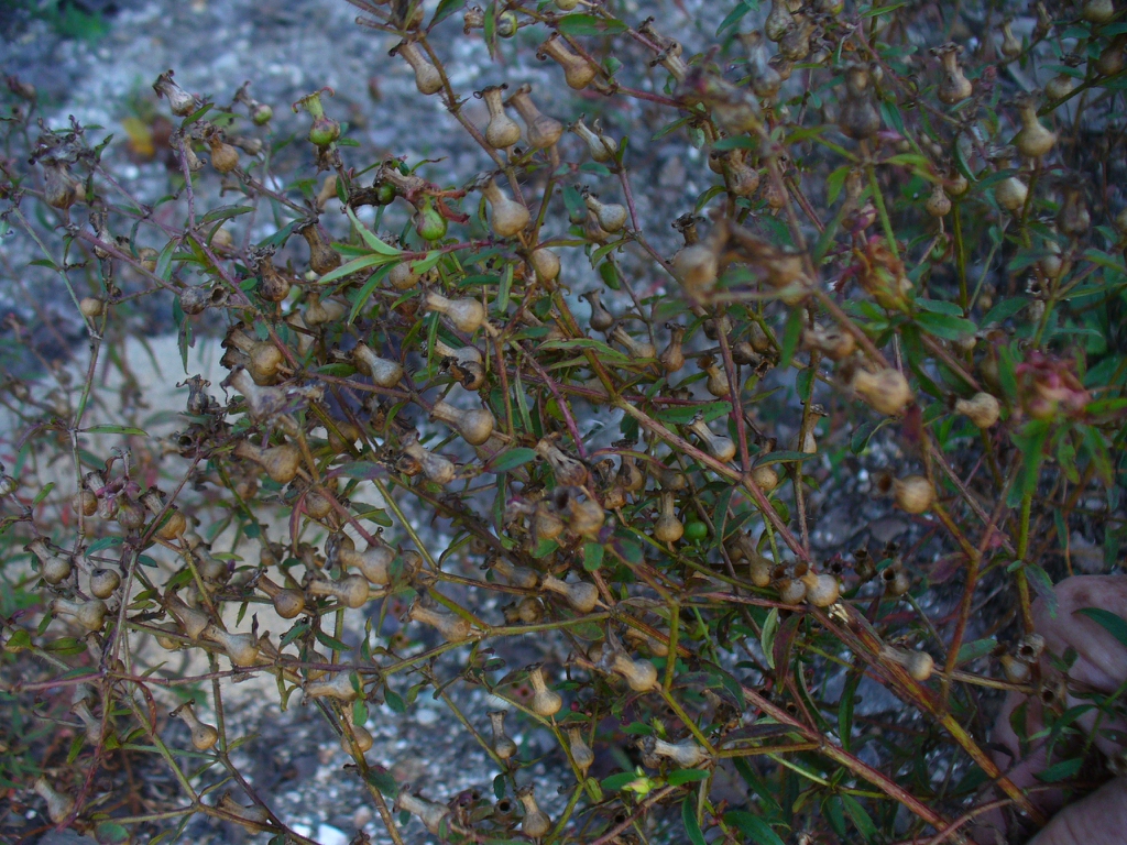 Rhexia mariana seed pods in late summer