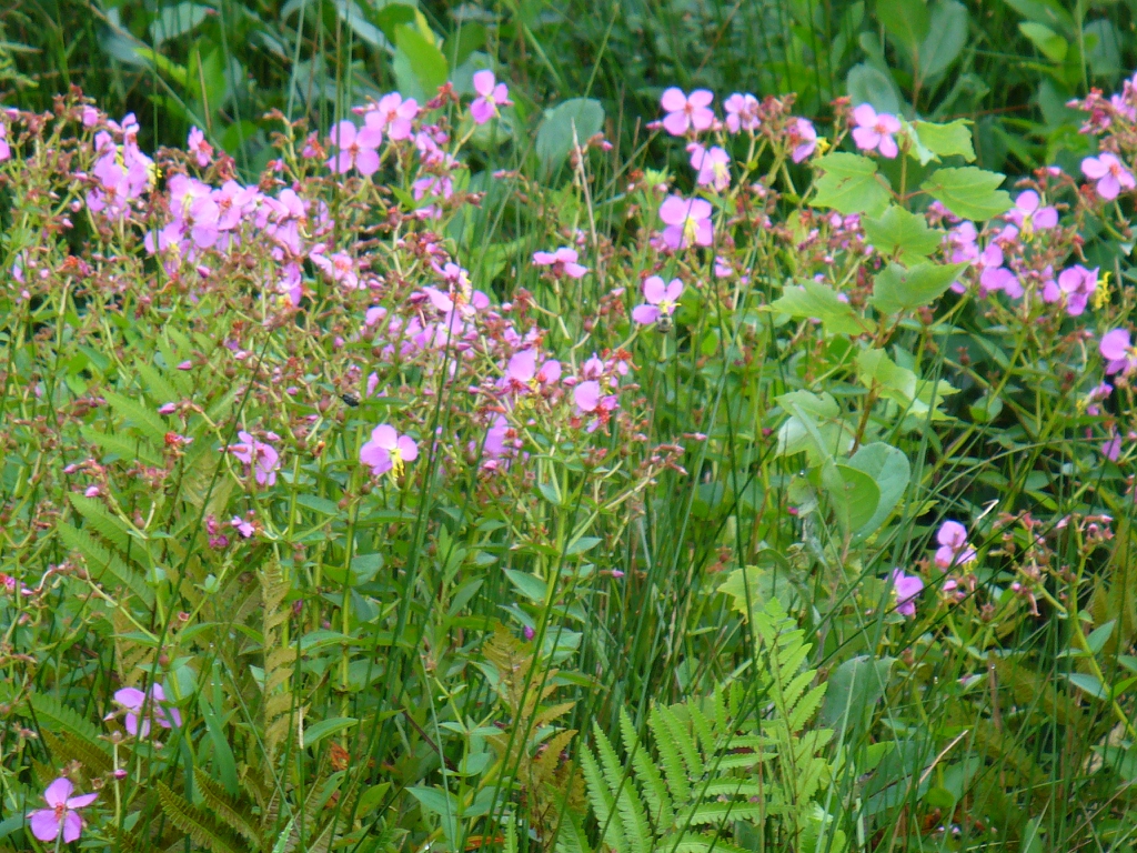 Rhexia mariana flowers and leaves in late summer in Moore County