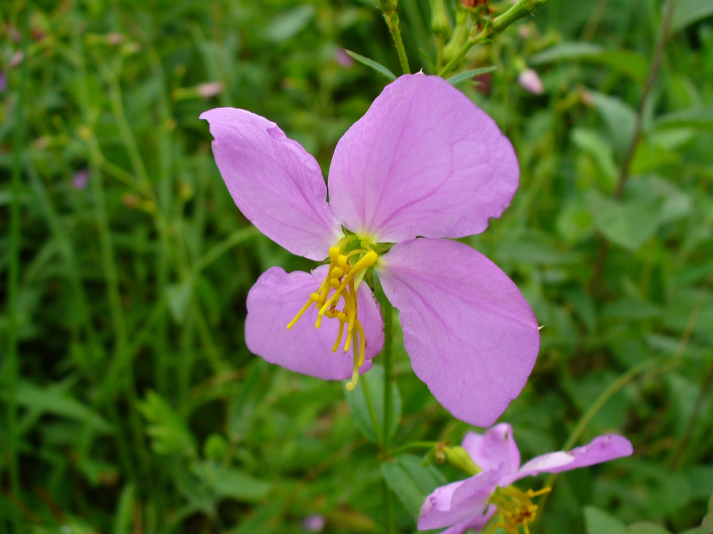 Rhexia mariana flower in late summer in Moore County