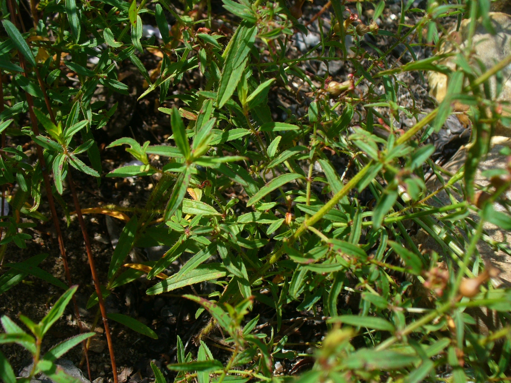 Rhexia mariana in the summer