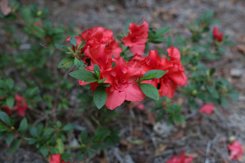 Shrub with red, semi-double flowers.