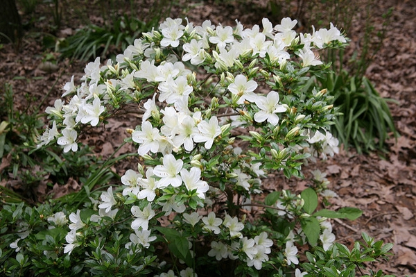 Rhododendron Glenn Dale hybrids