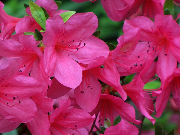Rhododendron Glenn Dale hybrids