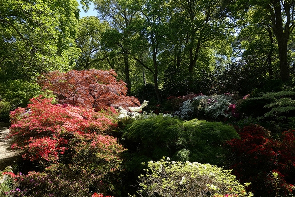 Rhododendron Knaphill and Exbury hybrids