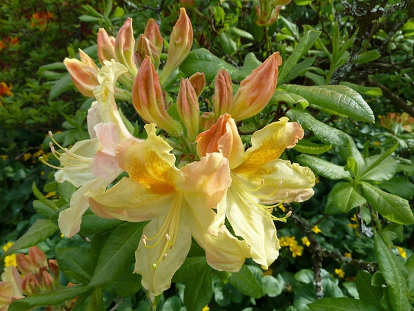 Rhododendron Knaphill and Exbury hybrids