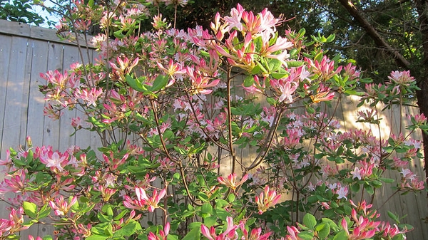 Form in flower.